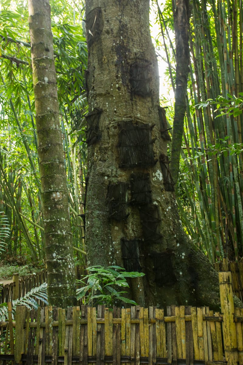 Tomb Tree Toraja