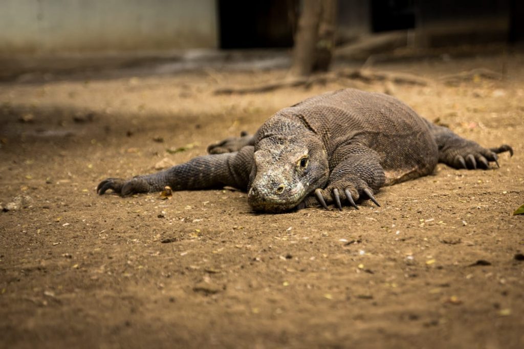 Komodo dragon Rinca