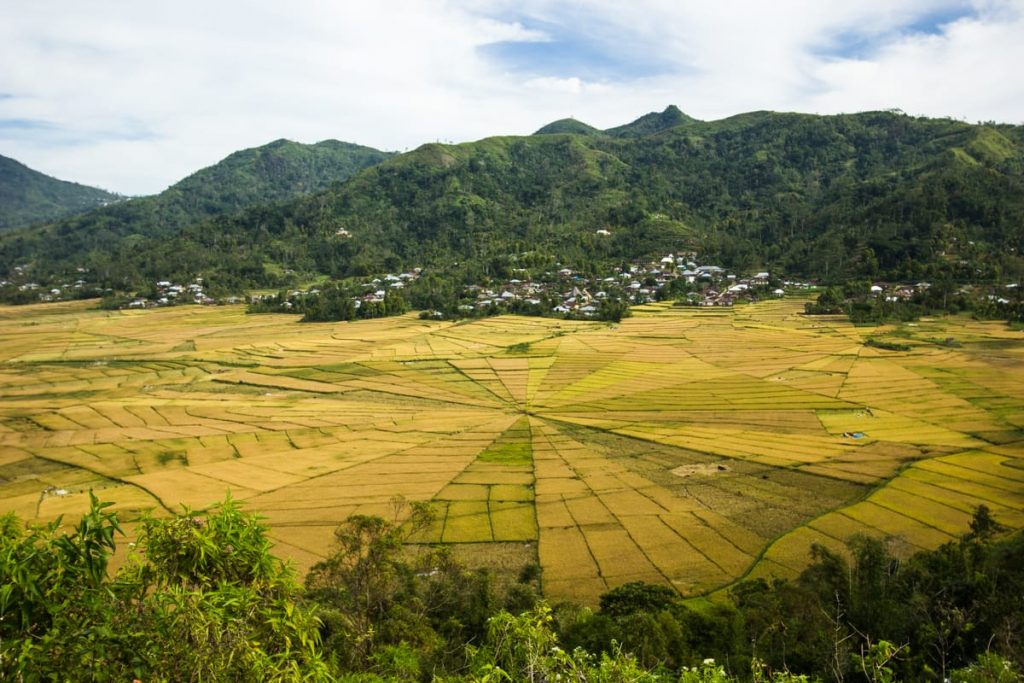 Cancar Spiderweb Ricefields