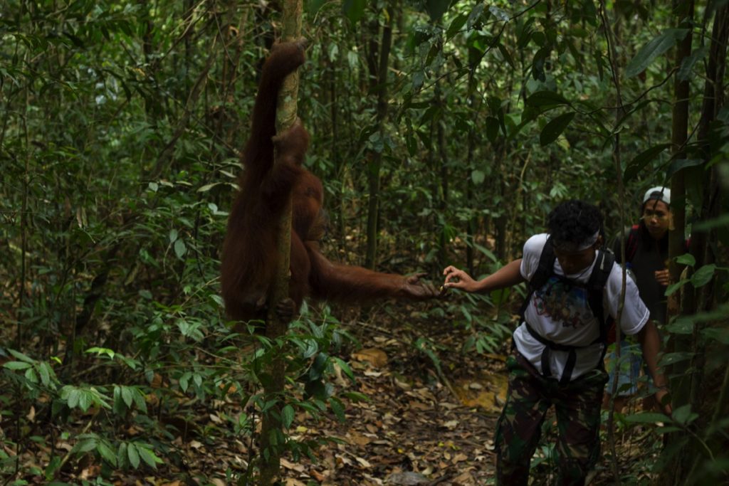 Orangutan feeding Bukit Lawang