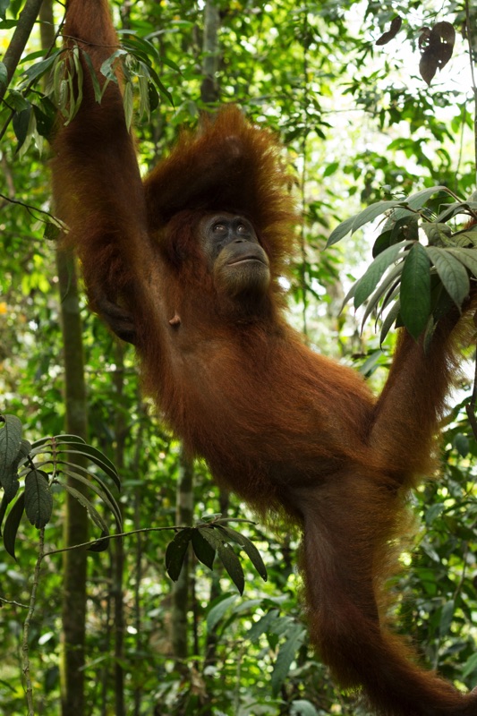 Orangutan Bukit Lawang