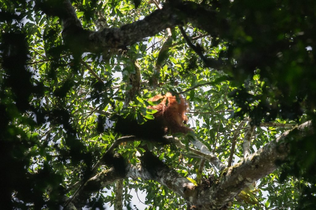 Orangutan Leuser