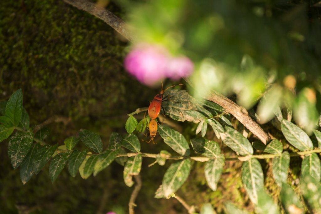 Insect Leuser