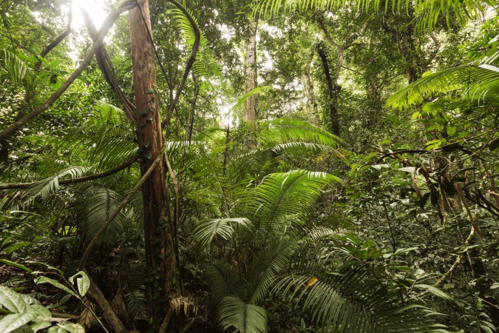 Kedah Leuser