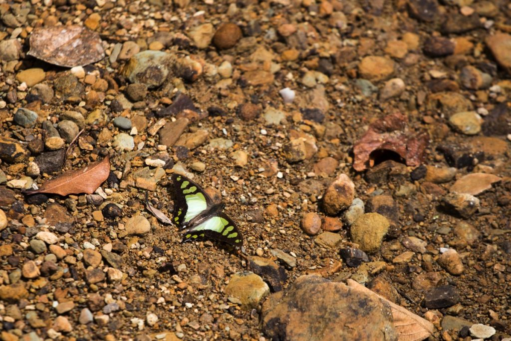 Butterfly Leuser