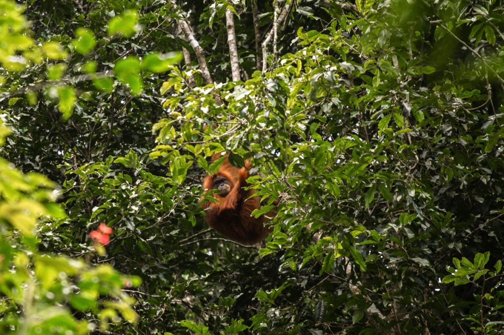 Orangutan Leuser