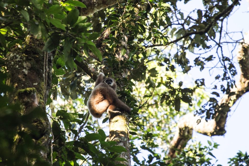 Lar gibbon Leuser