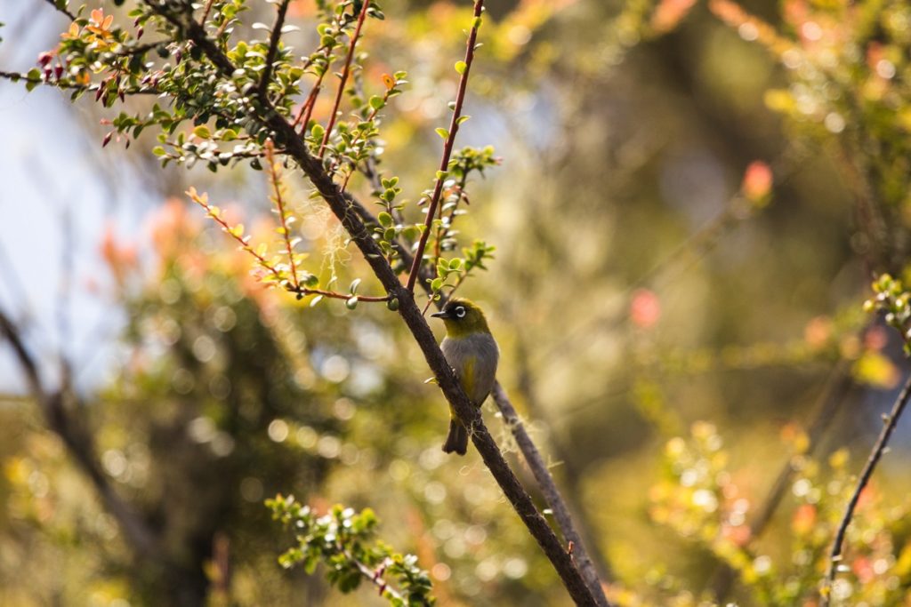 Bird Leuser