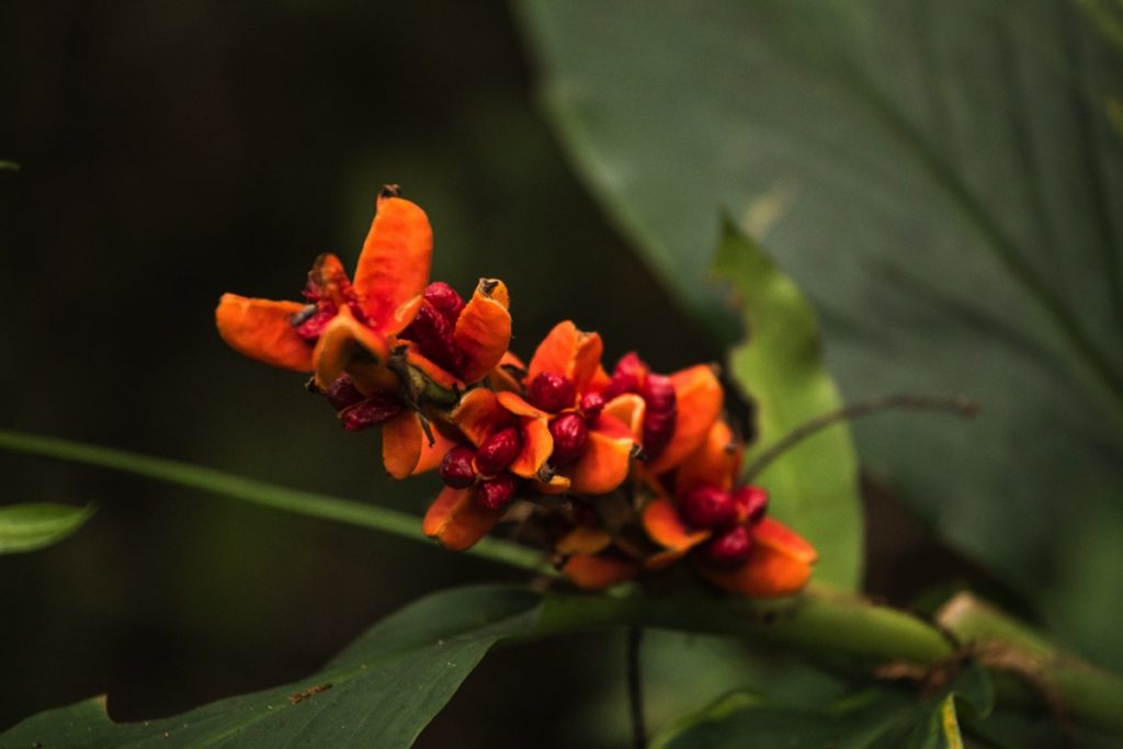 Plants Leuser