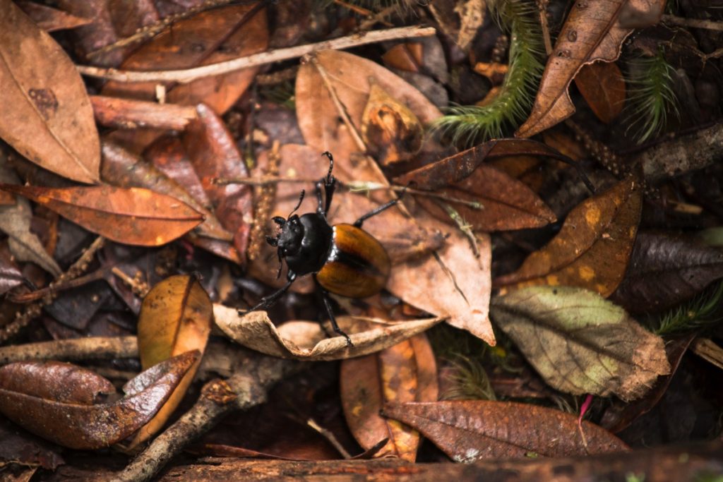 Insect Leuser