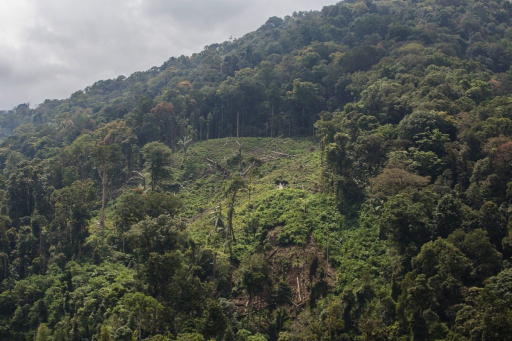 Deforestation Leuser