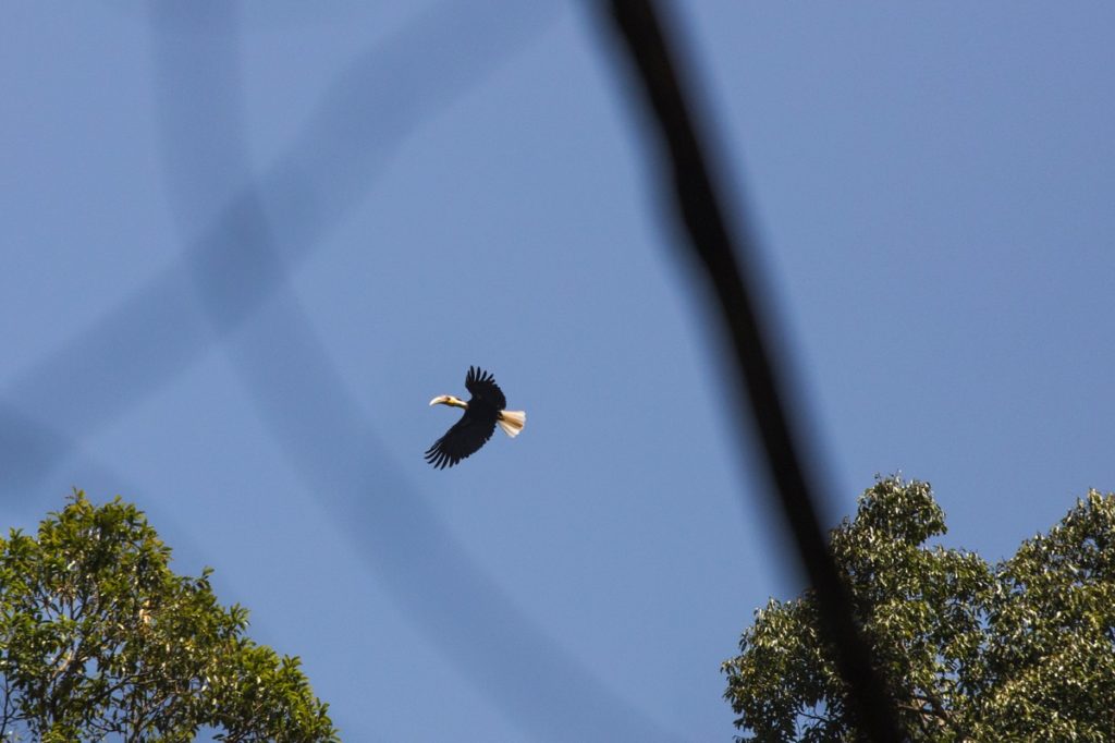 Hornbill Leuser