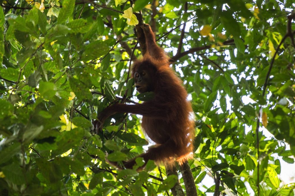 Orangutan Ketambe