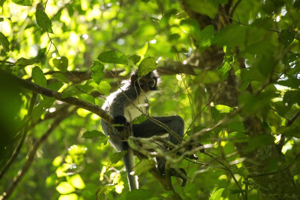 Thomas leaf monkey Leuser