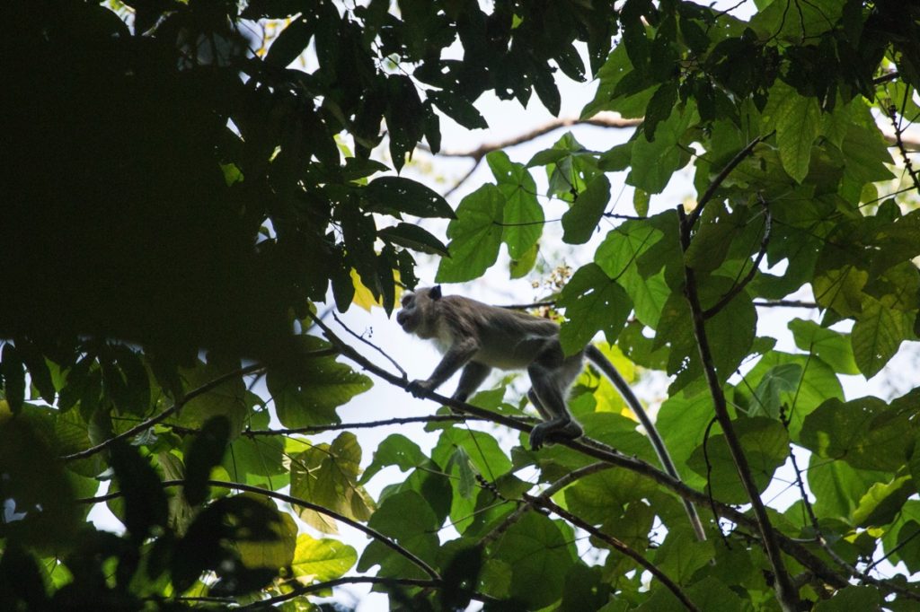 Macaque Leuser