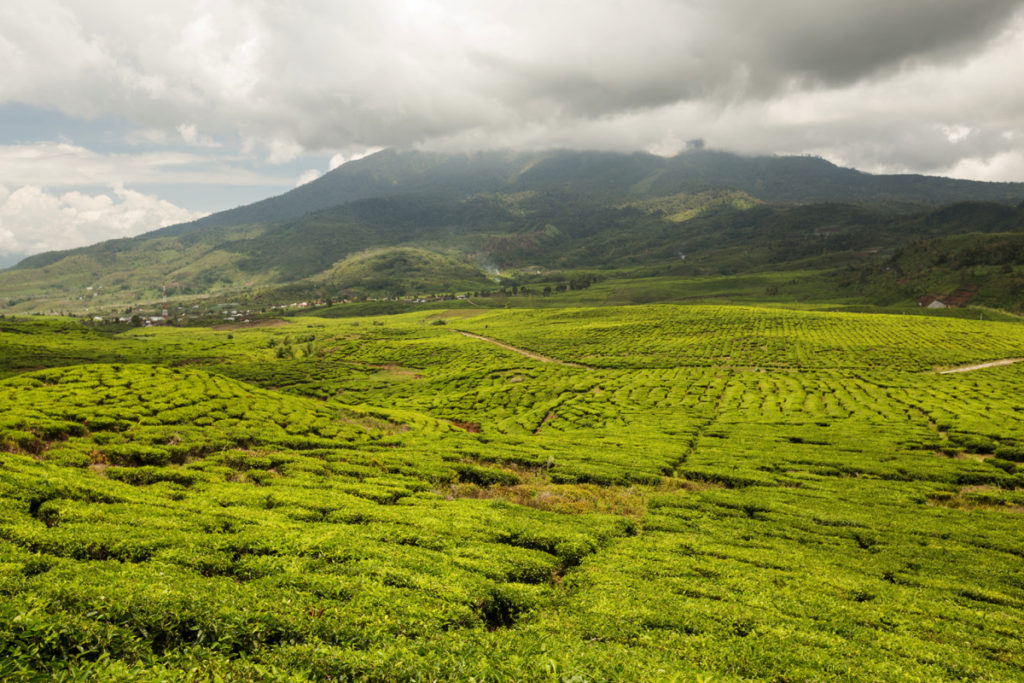 Tea plantation Padang