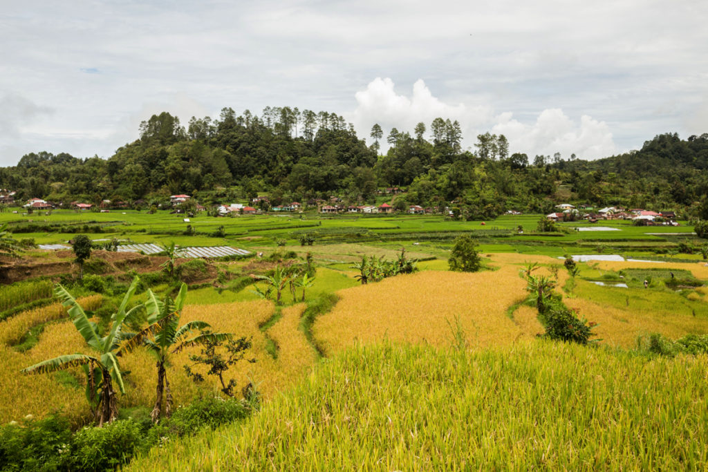 Ricefields Maninjau
