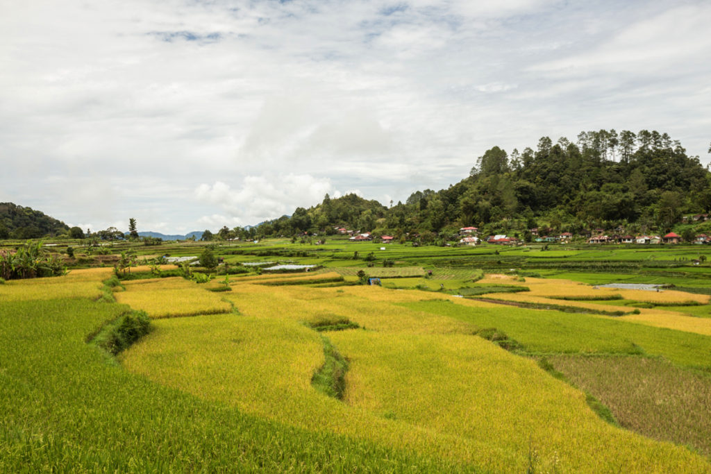 Ricefields Maninjau