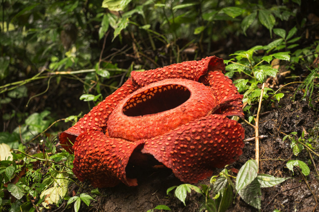 Rafflesia Sumatra