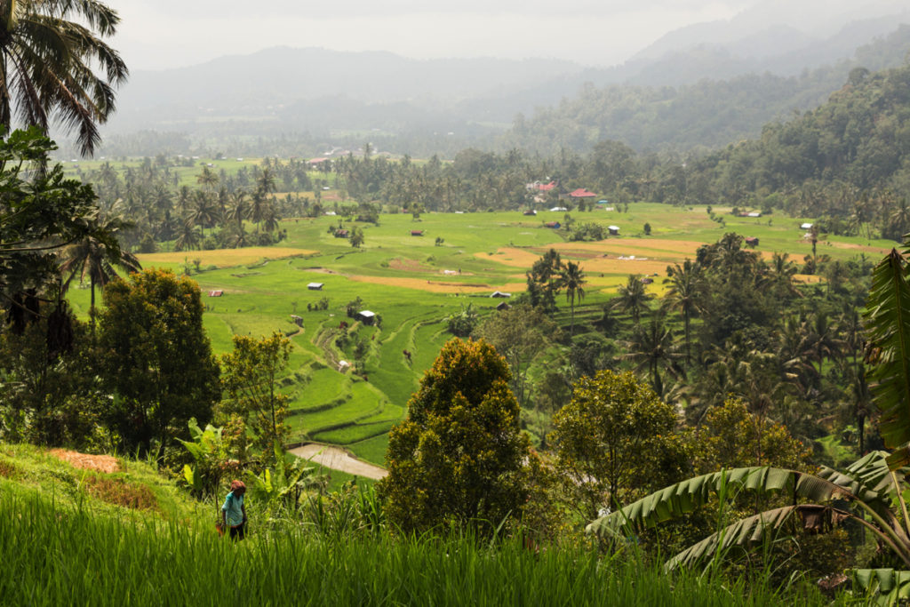 Ricefields Sumatra
