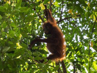 Orangutan Leuser