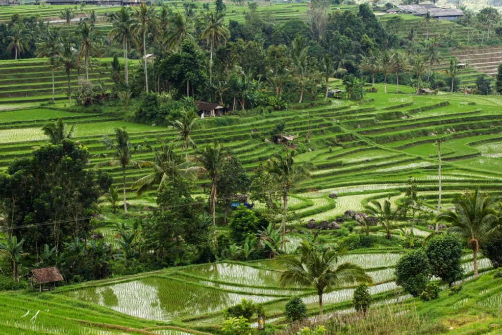 Jatiluwih ricefields Bali