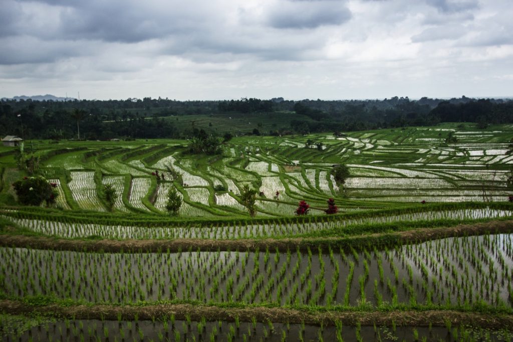 Jatiluwih ricefields Bali