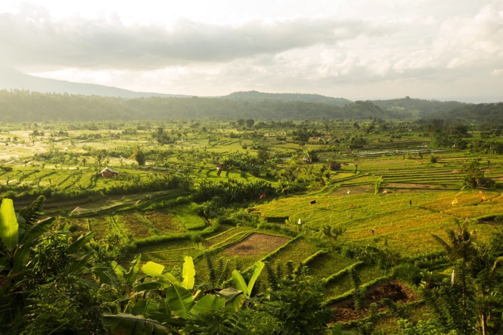 Tirta Gangga ricefields