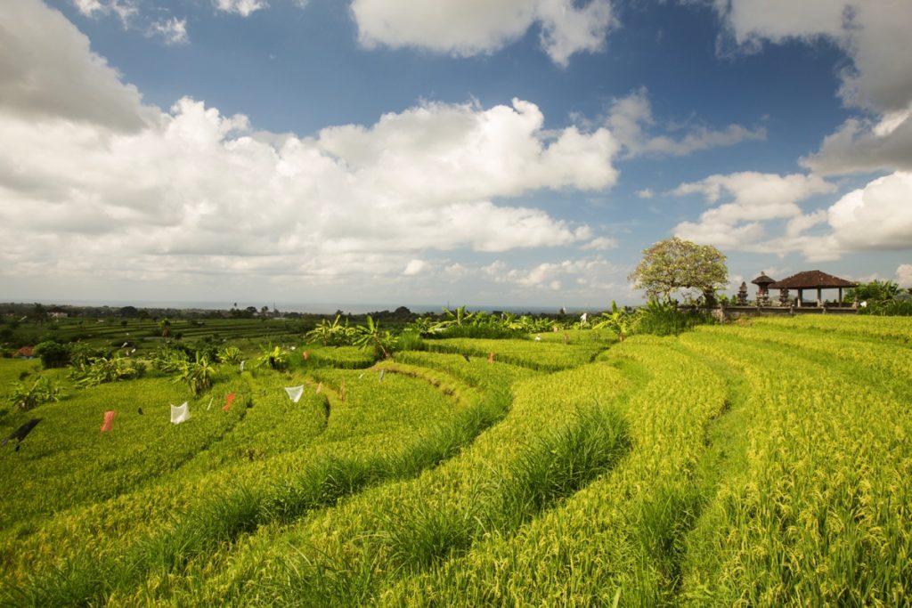 Amlapura ricefields