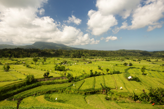 East Bali ricefields