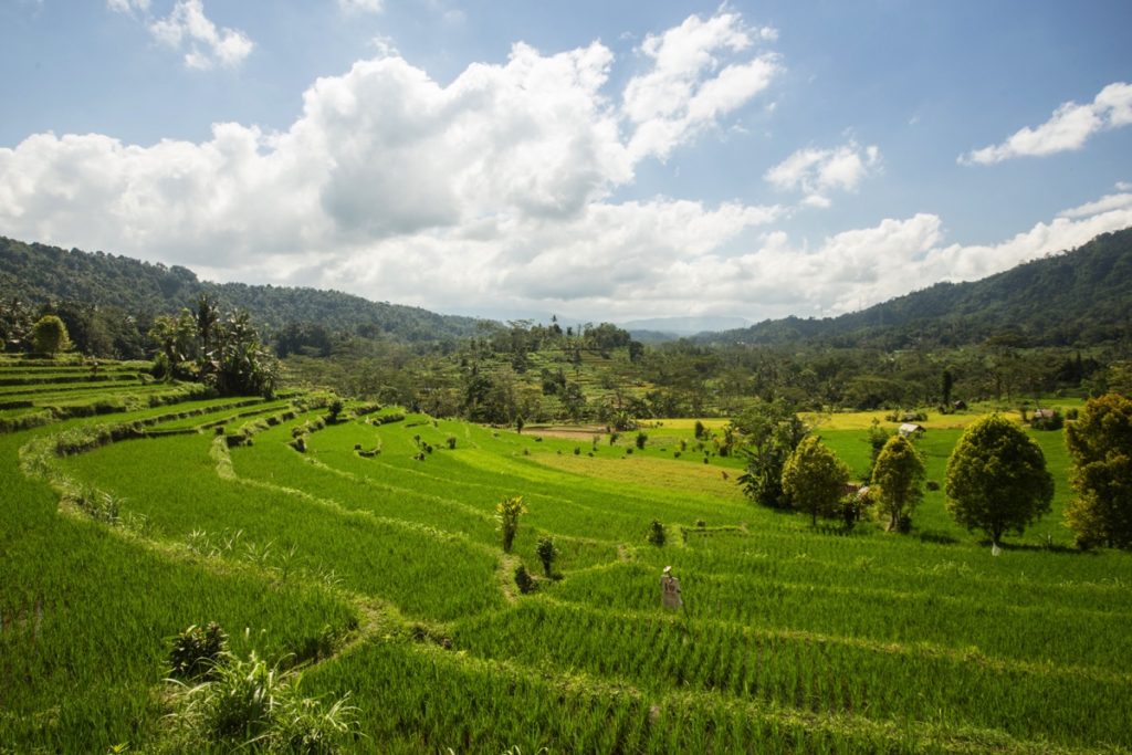 Sidemen ricefields Bali