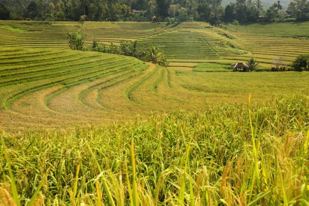 Ricefields Bali