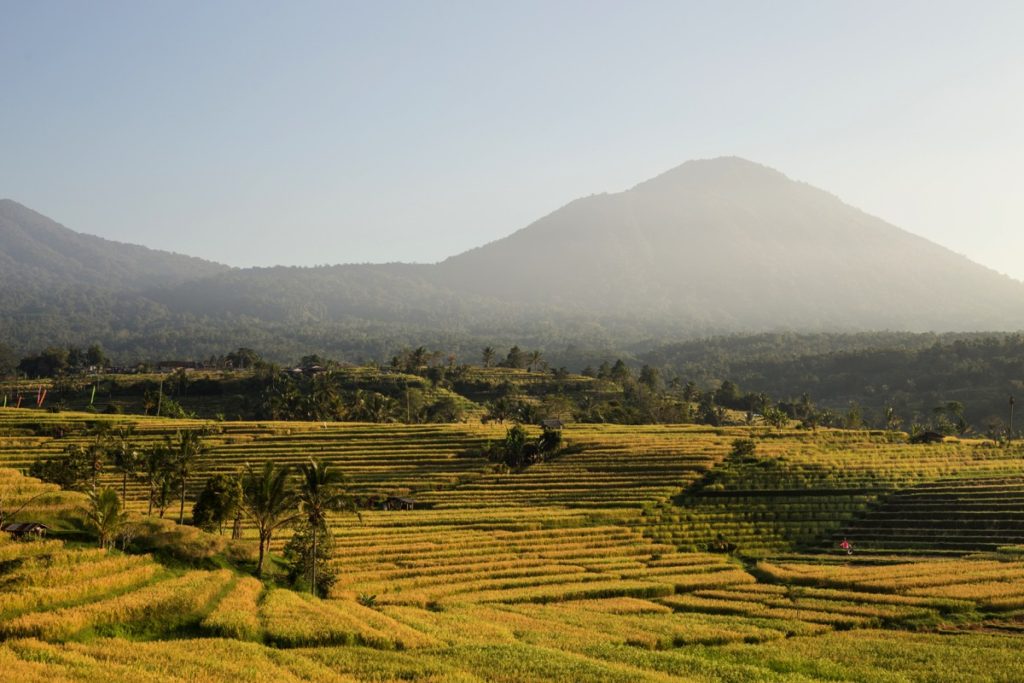 Jatiluwih ricefields Bali