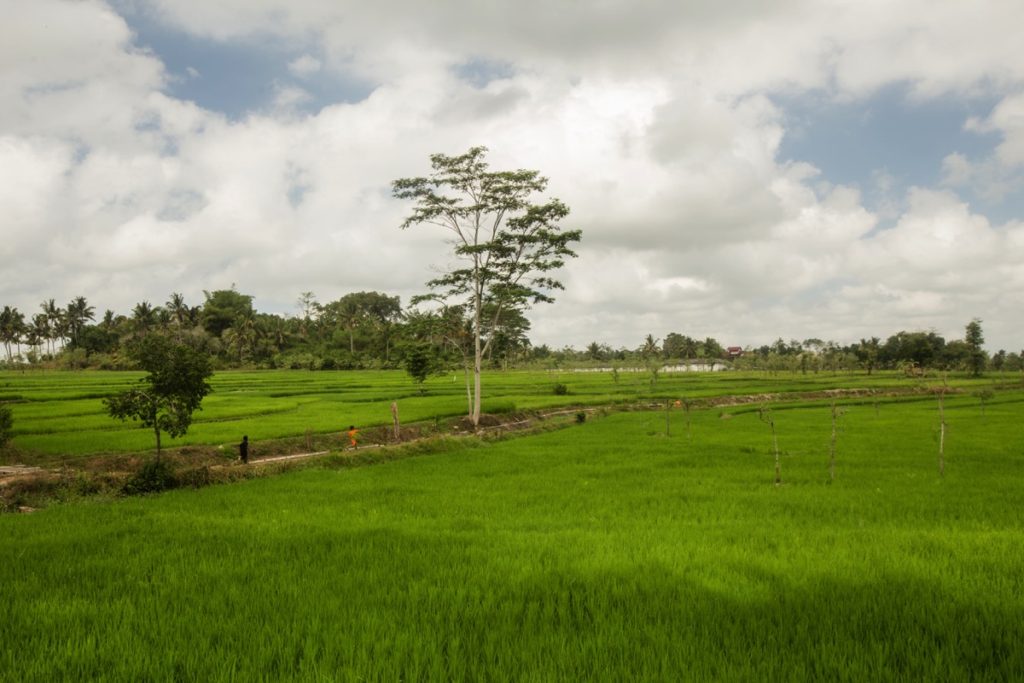 Ricefields Lombok