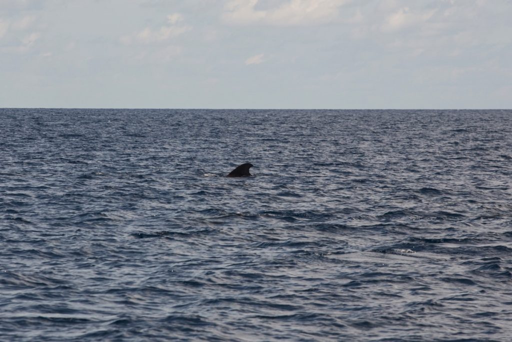 Orca Banda