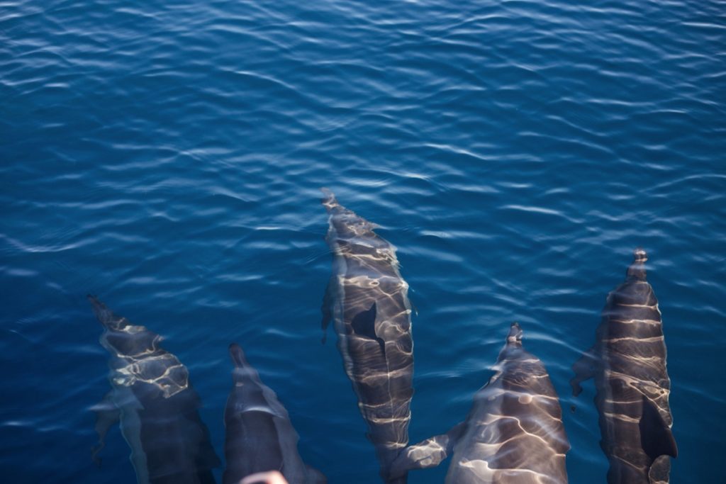 Dolphins Indonesia