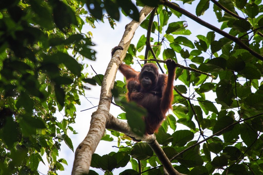Orangutan Kutai Kalimantan