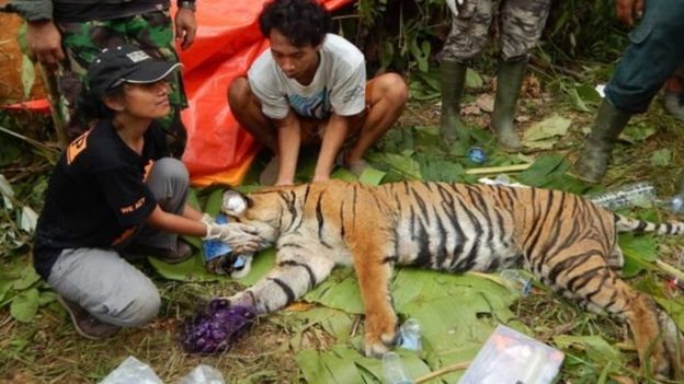 Sumatran Tiger Captured