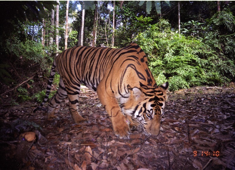 Sumatran Tiger Cub Update: Supplemental Feeding