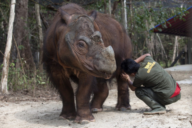 The Sumatran Rhino In 2020