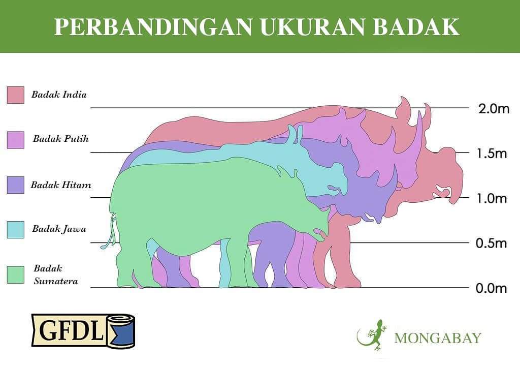 The Sumatran Rhino In 2020