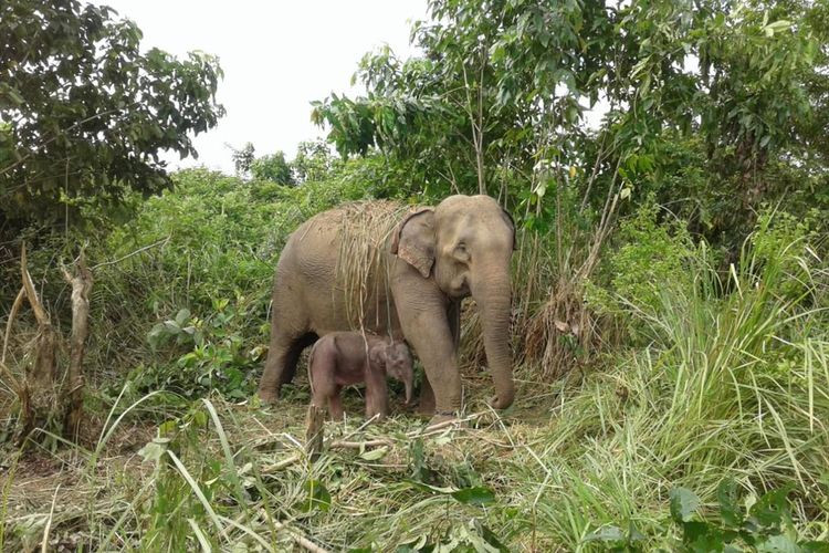 javan elephant outline