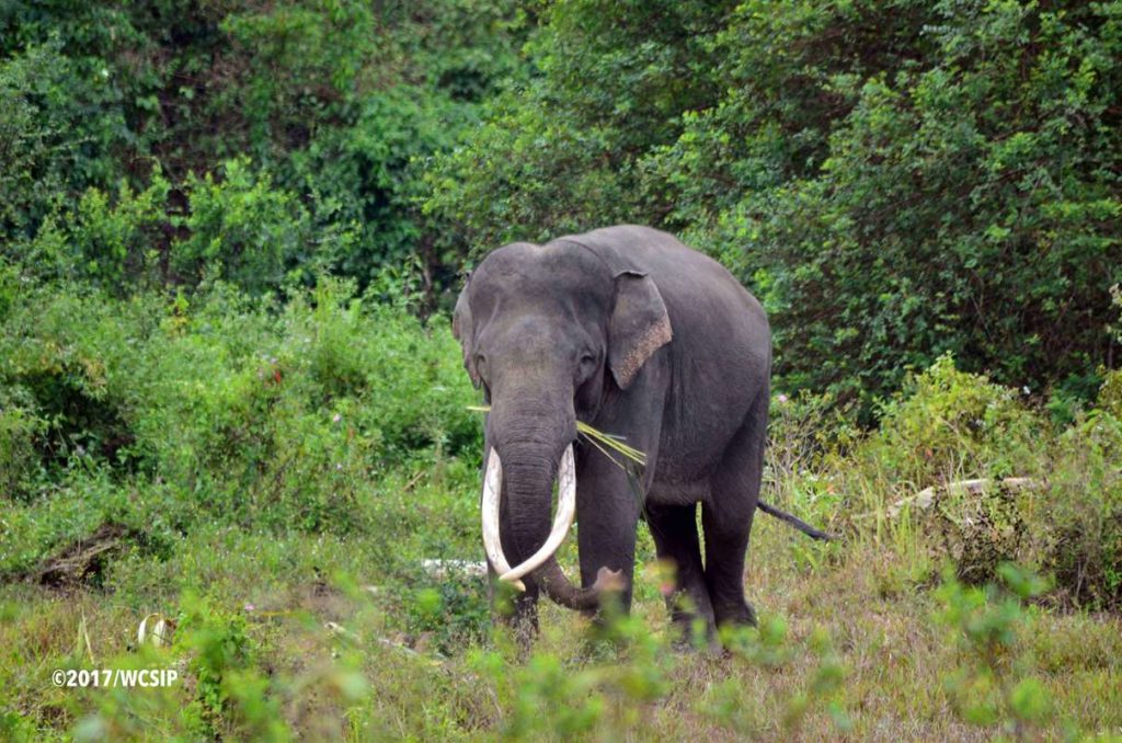 Balai Raja conservation area's Sumatran elephant population