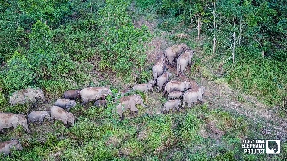 Balai Raja conservation area's Sumatran elephant population