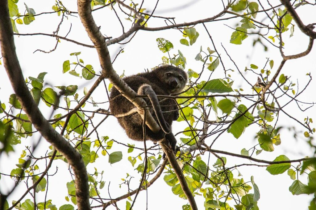 Tangkoko cuscus