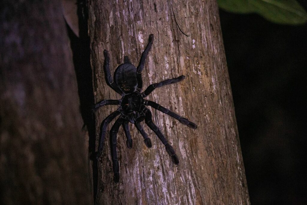 Tangkoko