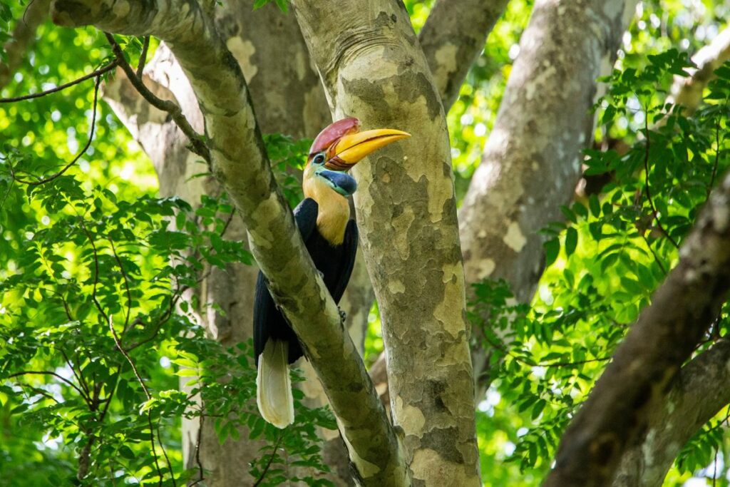 Tangkoko hornbill