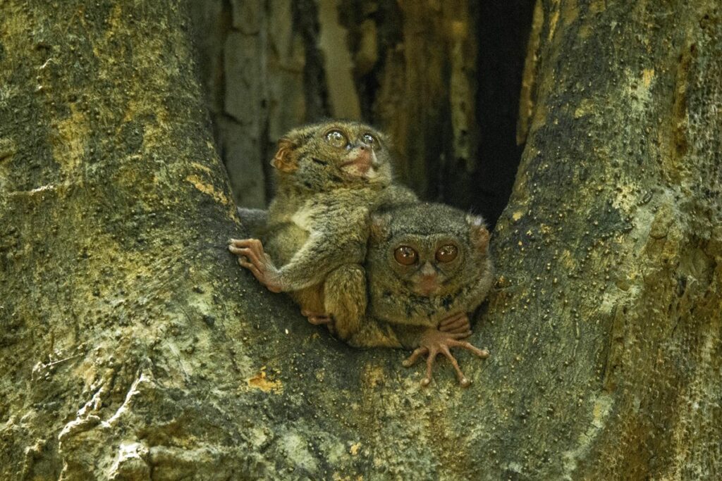 Tangkoko tarsius