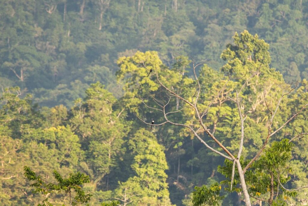 Tangkoko